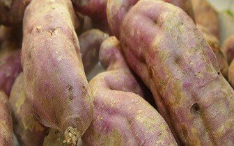 sweet-potato-aljezur/2016-11-25